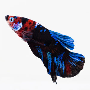 Betta splendens male WYSIWYG 15