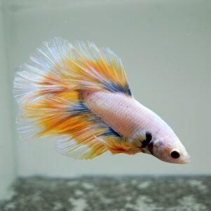 Betta splendens male WYSIWYG 16