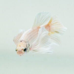 Betta splendens male WYSIWYG 16