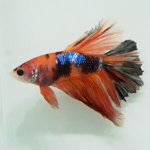 PO. Betta splendens "Half Moon Nemo"