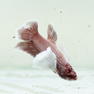 Betta splendens male WYSIWYG 17