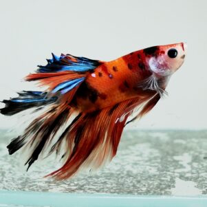 Betta splendens male WYSIWYG 17