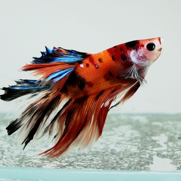 Betta splendens male WYSIWYG 17