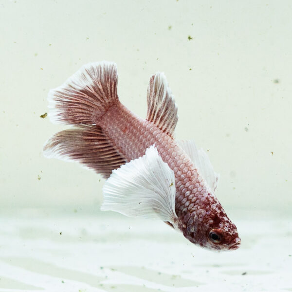 Betta splendens male WYSIWYG 17