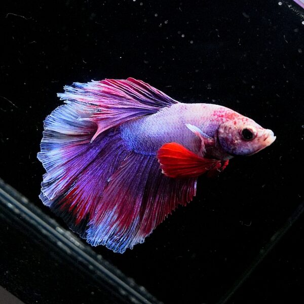 Betta splendens male WYSIWYG 2