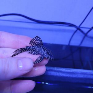 PO. L 260 - Hypancistrus sp. Queen arabesque