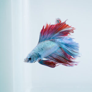 Betta splendens male WYSIWYG 21