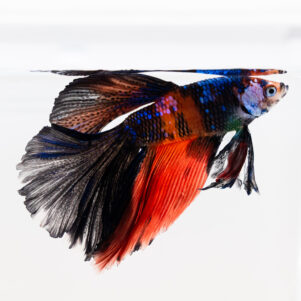 Betta splendens male WYSIWYG 21