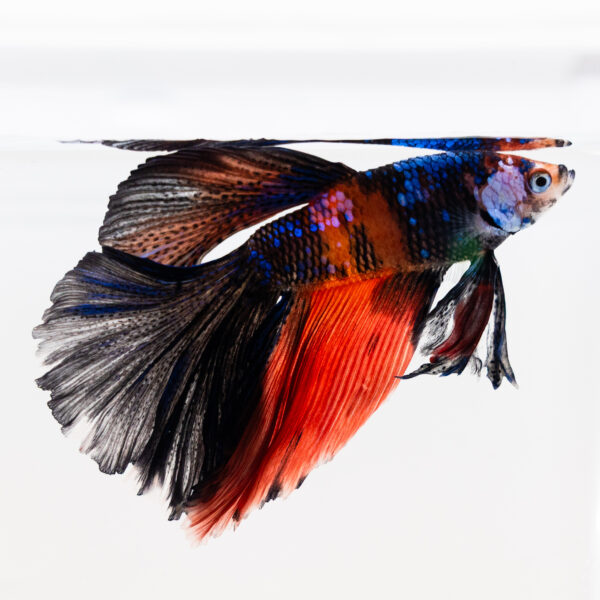 Betta splendens male WYSIWYG 21