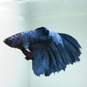 Betta splendens male WYSIWYG 21