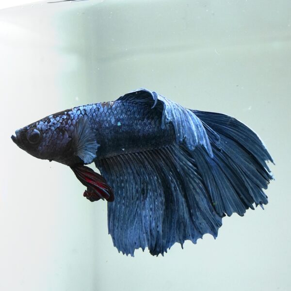Betta splendens male WYSIWYG 21