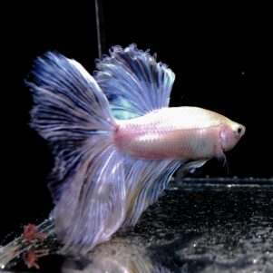 Betta splendens male WYSIWYG 22