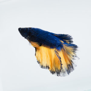 Betta splendens male WYSIWYG 22