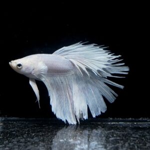 Betta splendens male WYSIWYG 23