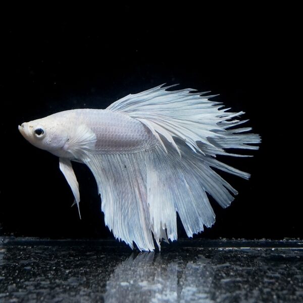 Betta splendens male WYSIWYG 23
