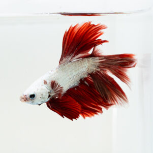 Betta splendens male WYSIWYG 5