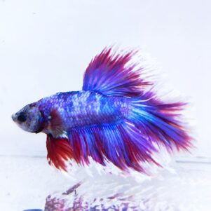 Betta splendens male WYSIWYG 5