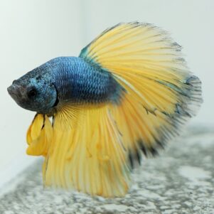 Betta Splendens WYSIWYG