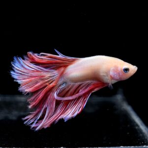 Betta splendens male WYSIWYG 6