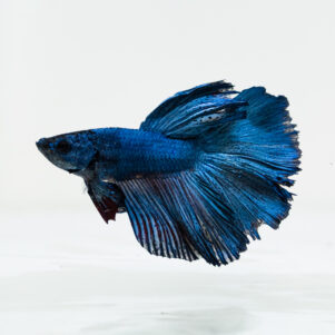 Betta splendens male WYSIWYG 6