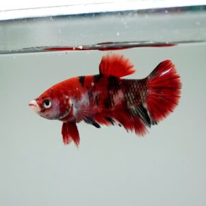 Betta splendens male WYSIWYG 8