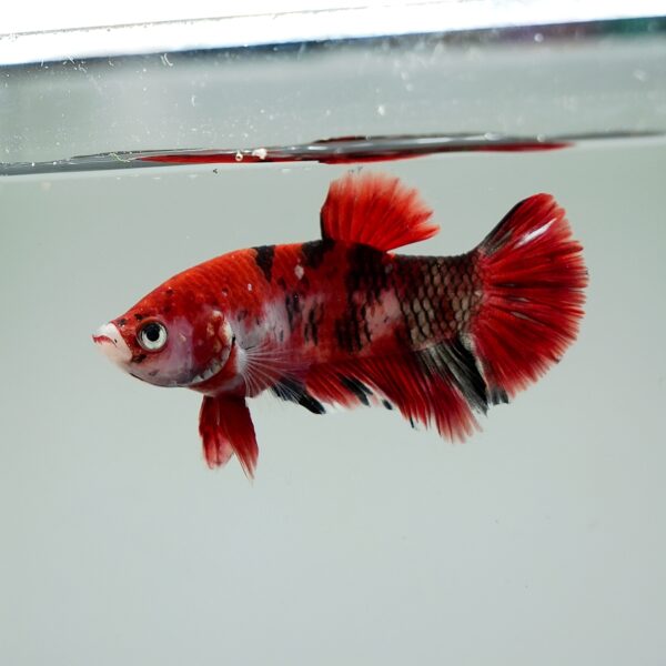 Betta splendens male WYSIWYG 8