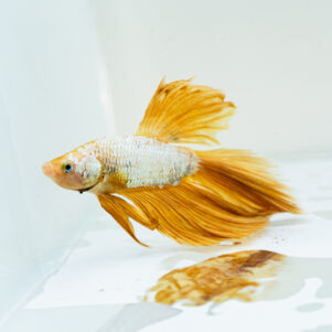 Betta splendens male WYSIWYG 9