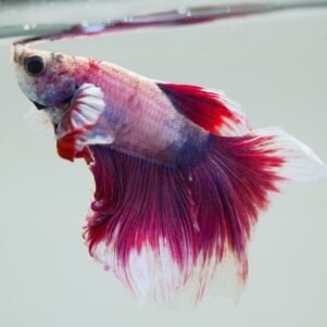 Betta splendens male WYSIWYG 9