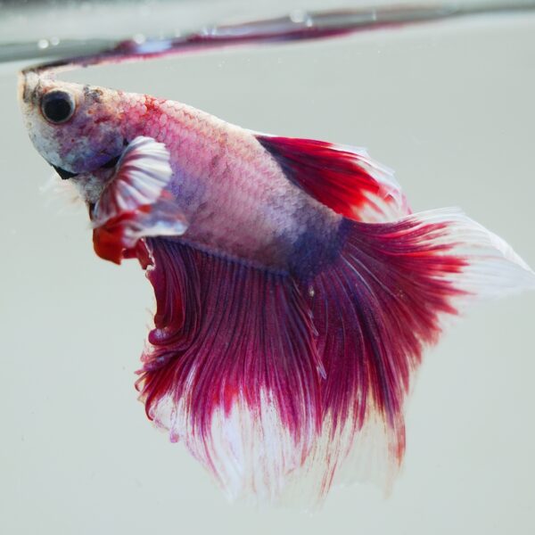 Betta splendens male WYSIWYG 9