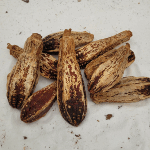 Fruit du Mahogani