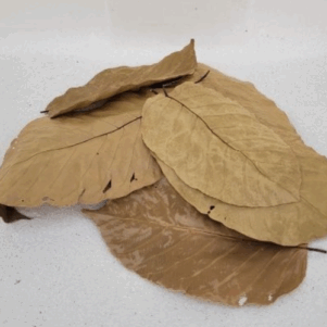 Feuilles de sal (Shorea robusta) +/- 10gr sous kraf