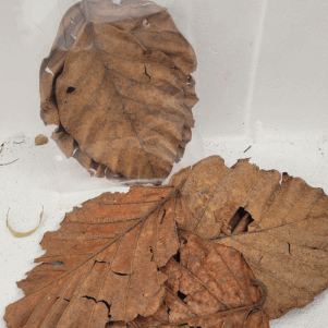 Feuilles de l'arbre à pain (Artocarpus nobilis) +/-10gr