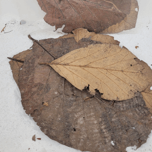 Feuilles de teck +/-10gr sous kraf (Tectona grandis)