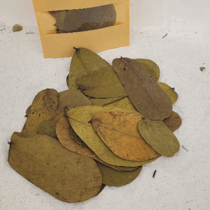 Feuilles de dartrier +/-10gr sous kraft (Senna alata)