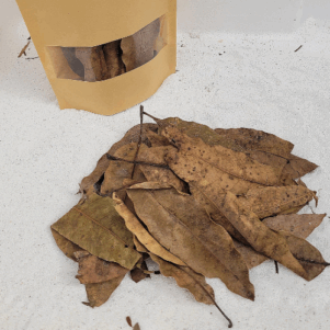 Feuilles de mangiuer +/-10gr sous kraft