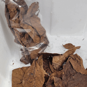 Feuilles de catappa vrac +/-20gr