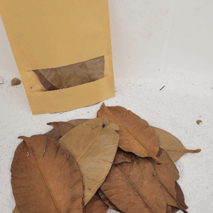 Feuilles de mangoustanier +/-10gr sous kraft (Garcinia mangostana)