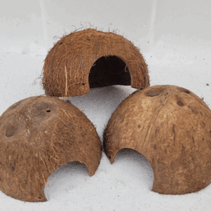 Noix de coco 1/2 sans écorce avec trou latéral