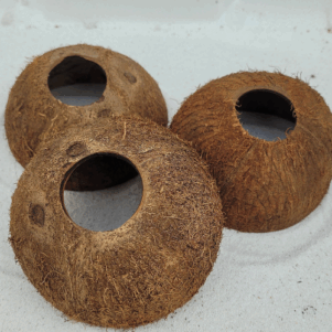 Noix de coco 1/2 sans écorce avec trou au dessus
