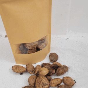 Graines de cattapa +/-50gr sous kraft