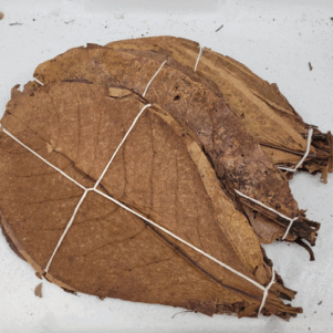 Feuille de catappa 25-30cm +/-20pcs