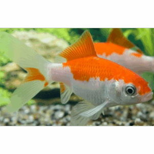 Poissons de bassin