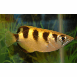 Toxotidae
