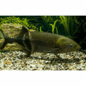 Mormyridae