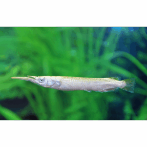Beloniformes