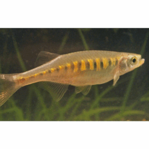 PO. Devario auropurpureus