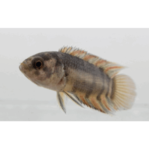 PO. Microctenopoma ansorgii
