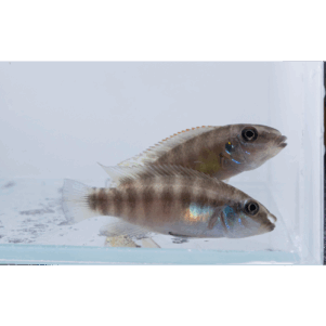 PO. Wallaceochromis humilis "Boffa"