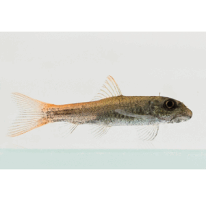 PO. Garra panitvongi