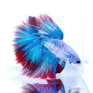 Betta splendens male WYSIWYG 18